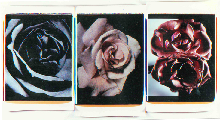 Trittico delle rose,1988-89. Trittico di polaroid, 61x51 cm ciascuna